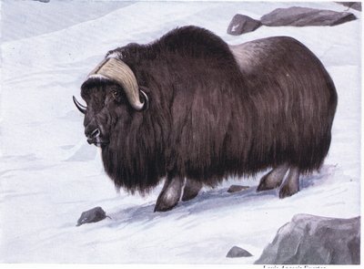 Musk Ox by Louis Agassiz Fuertes